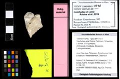 Foto (Objekt + Etiketten) von Galatheites aiola (Robins, Feldmann, Schweitzer & Bonde, 2016) 